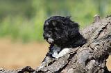 LHASSA APSO 099